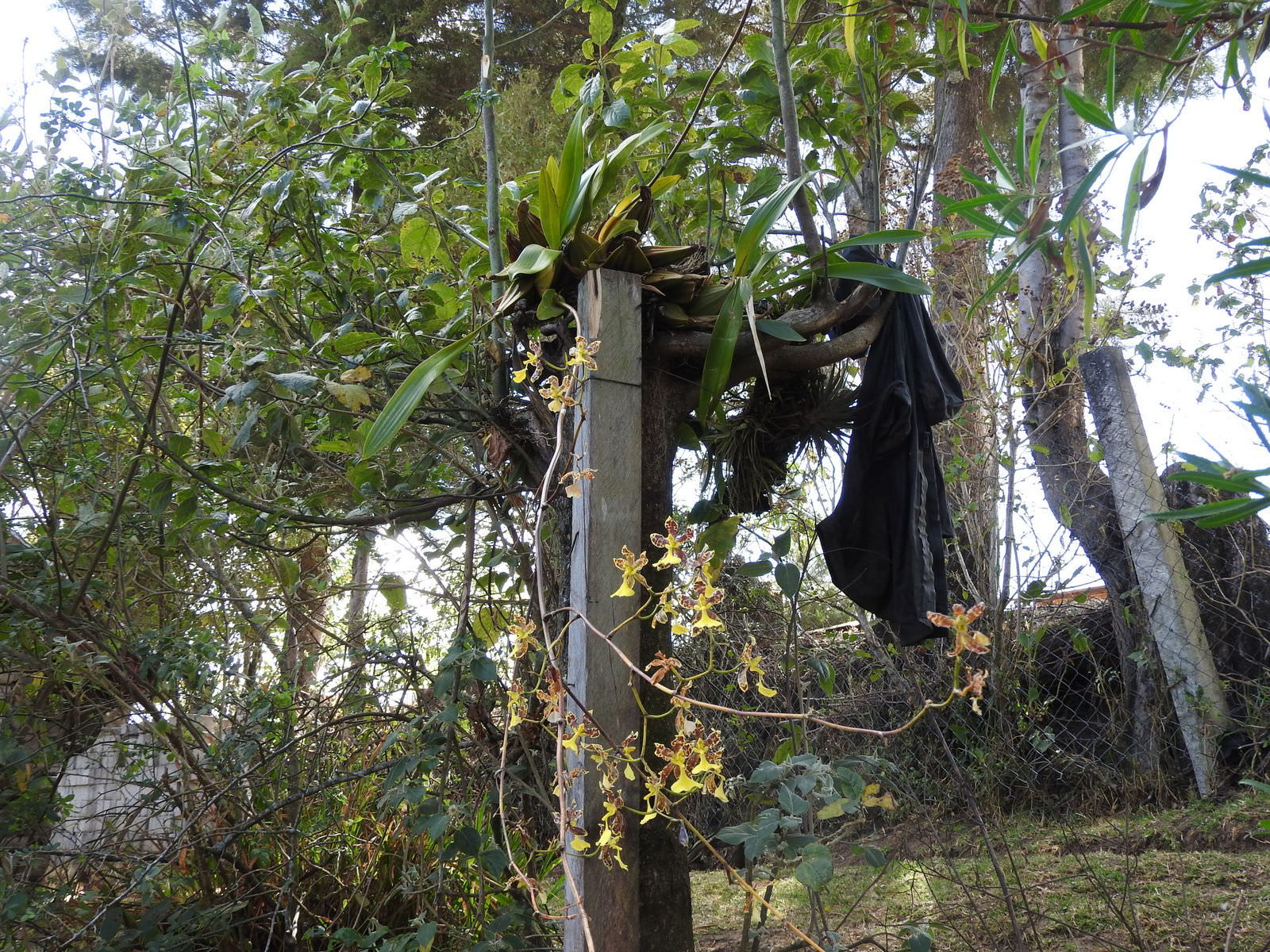 Oncidium tigrinum var. anguiculatum
